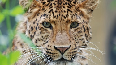 Der chinesische Leopard heißt Julius. | Bild: BR/Jens-Uwe Heins