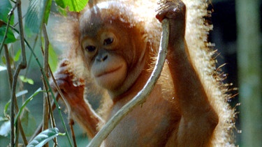 Ein junger Orang-Utan in der Auffangstation im Bukit Tiga Puluh, dem Nationalpark Indonesiens. | Bild: BR/Udo A. Zimmermann