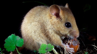 Mit der Haselnuss verbindet die Haselmaus mehr als nur der Name. Kein anderer Same enthält so viel Fett. Die Haselmaus hinterlässt beim Nagen so typische Spuren an der Schale, dass aufgenagte Nüsse als sicheres Indiz für Haselmausvorkommen gelten. | Bild: WDR