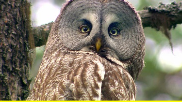 Der Bartkauz hat extrem empfindliche Ohren. Ein Federkranz bündelt den Schall und leitet ihn zur Gehöröffnung. So ortet der Vogel selbst feinste Bewegungen von Mäusen. | Bild: NDR/National Geographic Channel/Oliver Goetzl/Ivo Nörenberg