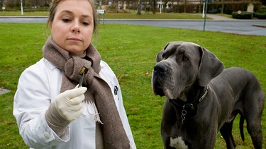 Dass der Hund in der Größe eines Kalbes den Pathologiealltag ganz schön durcheinander bringt, nimmt Silke Haller alias „Alberich“ (ChrisTine Urspruch) mit Humor. Schließlich hat sie sich schnell an den Kalbswürstchen fressenden Riesenhund mit erhöhtem Auslaufbedarf gewöhnt. | Bild: WDR/Guido Engels