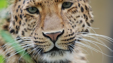 Leopard. | Bild: BR/Jens-Uwe Heins