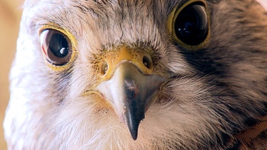 Turmfalke in der Rhön. | Bild: HR/Heribert Schöller