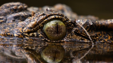 Kubakrokodile leben seit etwa 300.000 Jahren hier in den Süßwassersümpfen auf Kuba. | Bild: BR/Marion Pöllmann