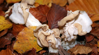 Mehr als Dreitausend Pilzarten führen in unseren Wäldern ein unauffälliges Dasein, bis sie ihre kurzlebigen Fruchtköper im Herbst aus dem Boden schieben. | Bild: © NDR/NDR/Nautilus Film 2008/NDR Natur, honorarfrei - Verwendung gemäß der AGB im engen inhaltlichen, redaktionellen Zusammenhang mit genannter NDR-Sendung bei Nennung "Bild: NDR/NDR/Nautilus Film 2008/NDR Natur" (S2). NDR Presse und Information/Fotoredaktion, Tel: 040/4156-2306 oder -2305, pressefoto@ndr.de.