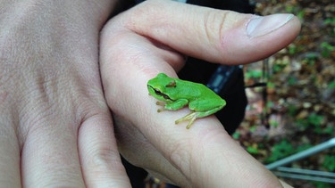 Ein Frosch im Steigerwald. | Bild: Honorarfrei lediglich für Ankündigungen und Veröffentlichungen im Zusammenhang mit obiger BR-Sendung bei Nennung: "Bild: BR". Nutzung im Social Media-Bereich, sowie inhaltlich andere Verwendungen nur nach vorheriger schriftlicher Vereinbarung mit dem BR-Bildarchiv, Tel. 089 / 5900 10580, Fax 089 / 5900 10585, Mail Pressestelle.foto@br.de