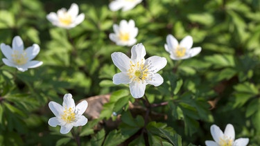 Weiße, zarte Blüten | Bild: Picture/dpa