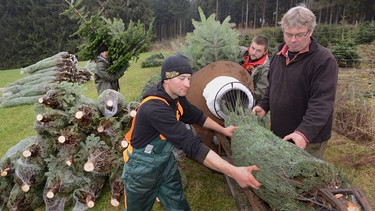 Christbaum einpacken | Bild: Picture alliance/dpa