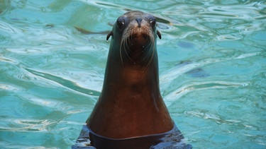 Mit dem Löwen hat ein Seelöwe wenig gemein. Von der Lernfähigkeit her sind sie trotzdem die Könige der Wasserwelt. | Bild: BR/SWR/Frieder Bundt