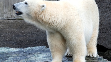 Eisbären kommen mit heißen Temperaturen besser zurecht als man denkt. | Bild: BR/SWR/Jens Klingler