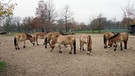 Bei den Przewalskipferden, die in der Wilhelma die bestmögliche Pflege erhalten, gibt es ein Sorgenkind: Die Hufe von Stute Maura müssen nach der OP kontrolliert werden. | Bild: BR/SWR/Jens Klingler