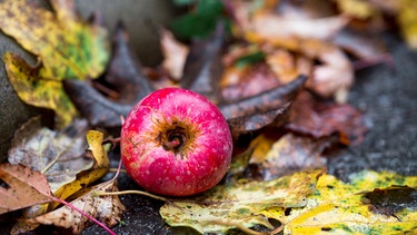 Apfel auf Boden | Bild: Picture alliance/dpa