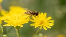 Gelbe Blüten mit Insekt | Bild: Picture alliance/dpa