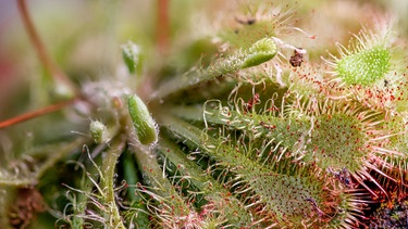 Sonnentau mit roten Tentakeln | Bild: Picture alliance/dpa