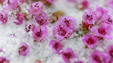 Italienischer Steinbrech im Schnee | Bild: Picture alliance/dpa