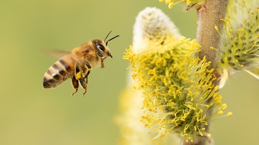 Biene fliegt Palmkätzchen an | Bild: Picture alliance/dpa