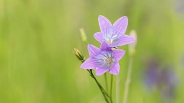 Glockenblumen mit blauen Blüten | Bild: Picture alliance/dpa