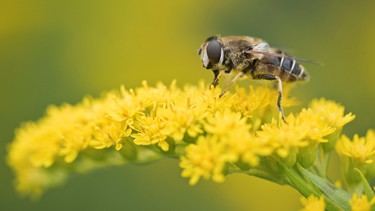 Schwebfliege auf Goldrute | Bild: Picture alliance/dpa