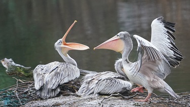 26.01.2023, Hamburg: Mit weit aufgerissenen Schnabel steht ein Pelikan neben einem Artgenossen auf einem Steg in einem Teich im Tierpark Hagenbeck. Foto: Marcus Brandt/dpa +++ dpa-Bildfunk +++ | Bild: dpa-Bildfunk/Marcus Brandt