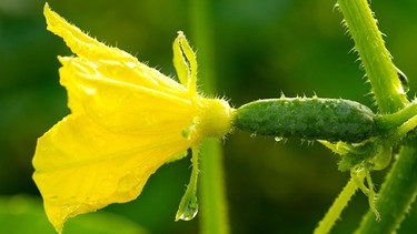 Junge Gurke mit Blüte | Bild: Picture alliance/dpa