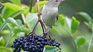 Holunder und Gartengrasmücke | Bild: Picture alliance/dpa