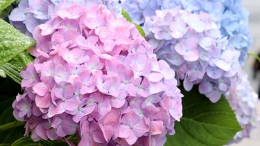 Blüten mit unterschiedlichen Farben | Bild: Picture alliance/dpa