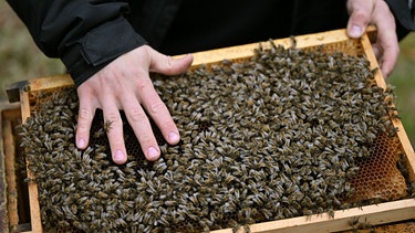 Hand mit vielen Bienen auf Wabe | Bild: Picture alliance/dpa