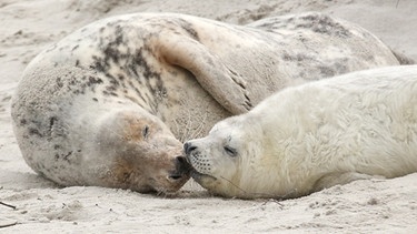 ARCHIV - 16.12.2014, Schleswig-Holstein, Helgoland: Eine junge Kegelrobbe und das Muttertier liegen am Strand der Düne vor der Hochseeinsel Helgoland. (zu dpa: «Schon mehr als 600 Kegelrobben auf Helgoländer Düne geboren») Foto: Bodo Marks/dpa +++ dpa-Bildfunk +++ | Bild: dpa-Bildfunk/Bodo Marks