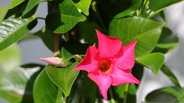 Kübelpflanze mit offener roter Blüte | Bild: Picture alliance/dpa