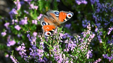 Lavendel mit Schmetterling | Bild: Picture alliance/dpa