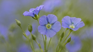 Blüte des Leinkrauts | Bild: Picture alliance/dpa