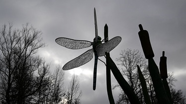Libelle an Rohrkolben | Bild: Picture allianca/dpa