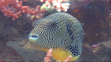 Ein Mappa-Kugelfisch vor der Insel Tioman, Malaysia. | Bild: BR/Alexandra Bürger/Pauli Hien