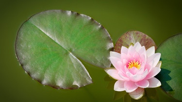 Miniteich mit Wasserrose | Bild: Picture alliance/dpa