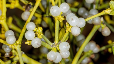 Zweig mit Beeren | Bild: Picture alliance/dpa