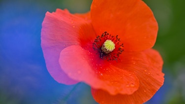 Große Blüte des Klatschmohn | Bild: Picture alliandpa