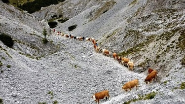 Wenn der Herbst durchs Mürztal zieht -  Kühe ziehen ins Tal | Bild: ORF