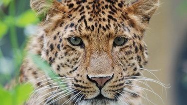 Der chinesische Leopard heißt Julius. | Bild: BR/Jens-Uwe Heins