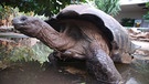 Riesenschildkröten können störrisch sein. | Bild: BR/Jens-Uwe Heins
