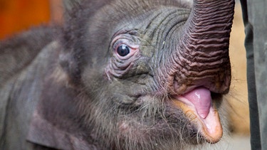 Elefantenbaby Ludwig ist sauer. | Bild: BR/Felix Heidinger/Jens-Uwe Heins