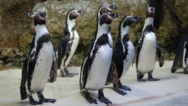 Pinguine lieben keine Putzkolonnen. | Bild: BR/Jens-Uwe Heins