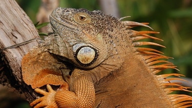 Leguan Udo ärgert sich über seine Nachbarn. | Bild: BR/Felix Heidinger/Jens-Uwe Heins