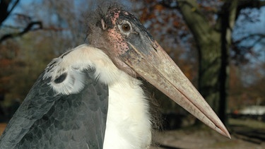 Marabu Colt will sich nicht einfangen lassen. | Bild: BR/Jens-Uwe Heins