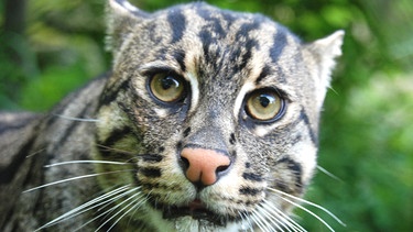 Eine Fischkatze. | Bild: BR/Jens-Uwe Heins