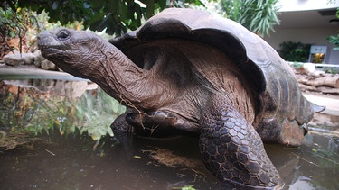 Eine Seychellen-Schildkröte. | Bild: BR/Jens-Uwe Heins