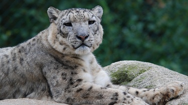 Schneeleopard "Felix". | Bild: BR/Jens-Uwe Heins