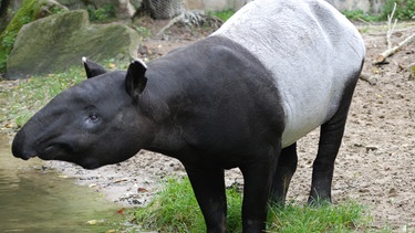 Tapirdame Cora hatte Magenprobleme. | Bild: BR/Jens-Uwe Heins