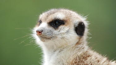 Ein Erdmännchen. | Bild: BR/Jens-Uwe Heins