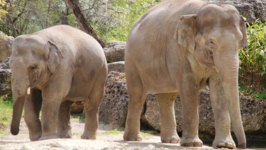 Elefant Ludwig findet Konzentrationsübungen einfach super. | Bild: BR/Jens-Uwe Heins