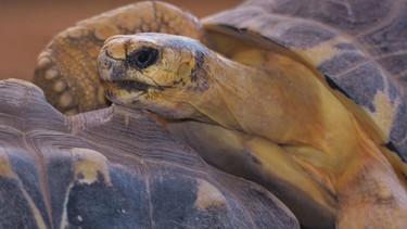 Bei Legenot wird es für eine Schildkröte lebensgefährlich. | Bild: BR/Jens-Uwe Heins